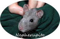 Nepherupito